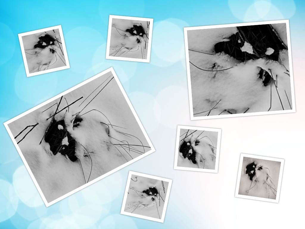 collage котов.jpg