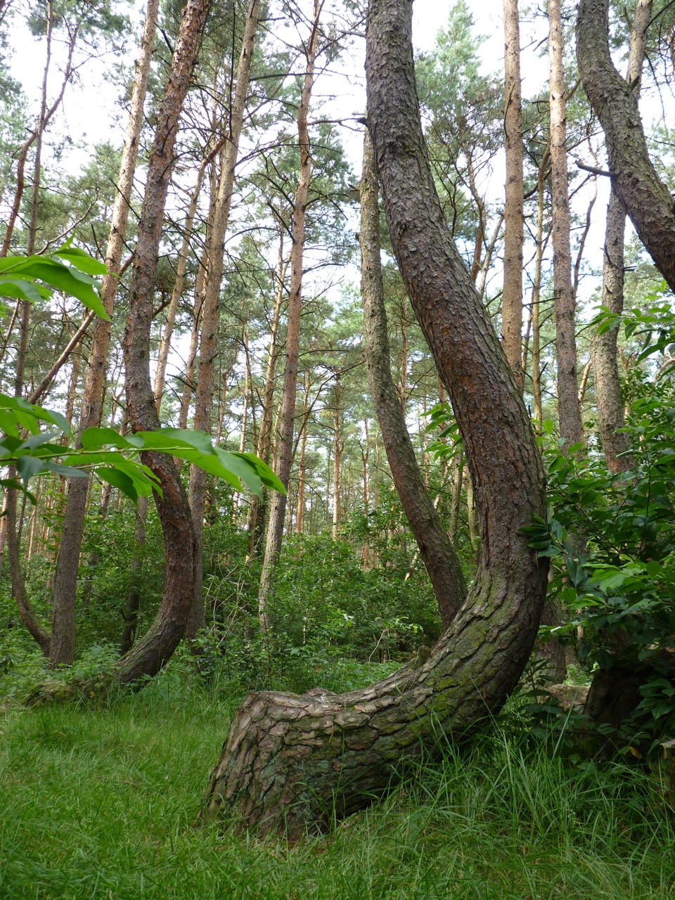 crooked-forest-krummer-wald.jpg