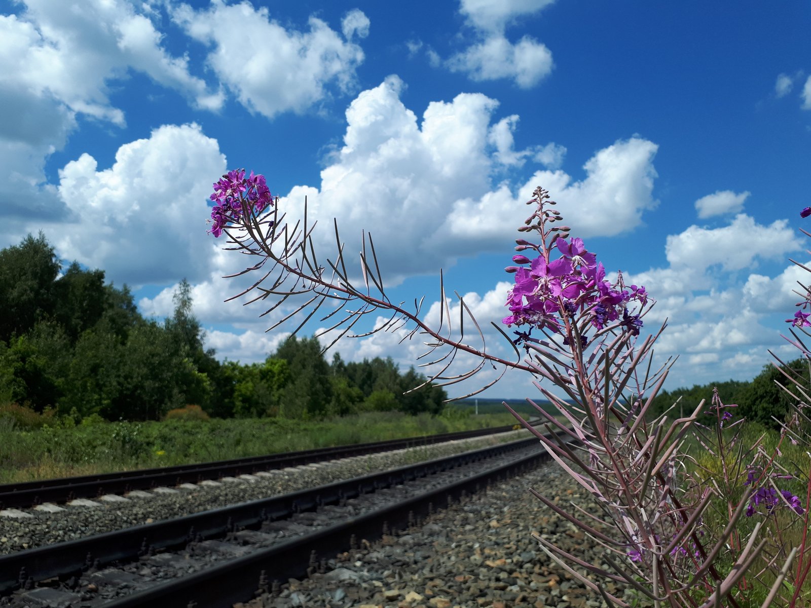 Цветы возле железной дороги