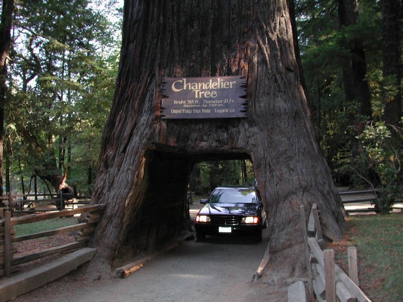 CA Redwood NP (7).jpg