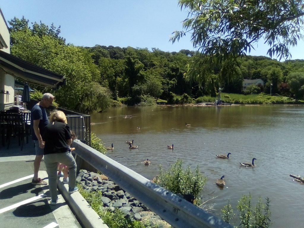 Feeding the ducks - Roslyn NY