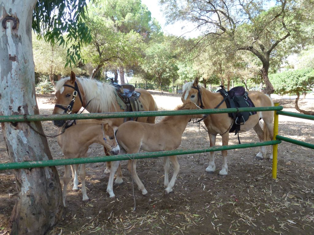 Horse Ride_P1000043.JPG