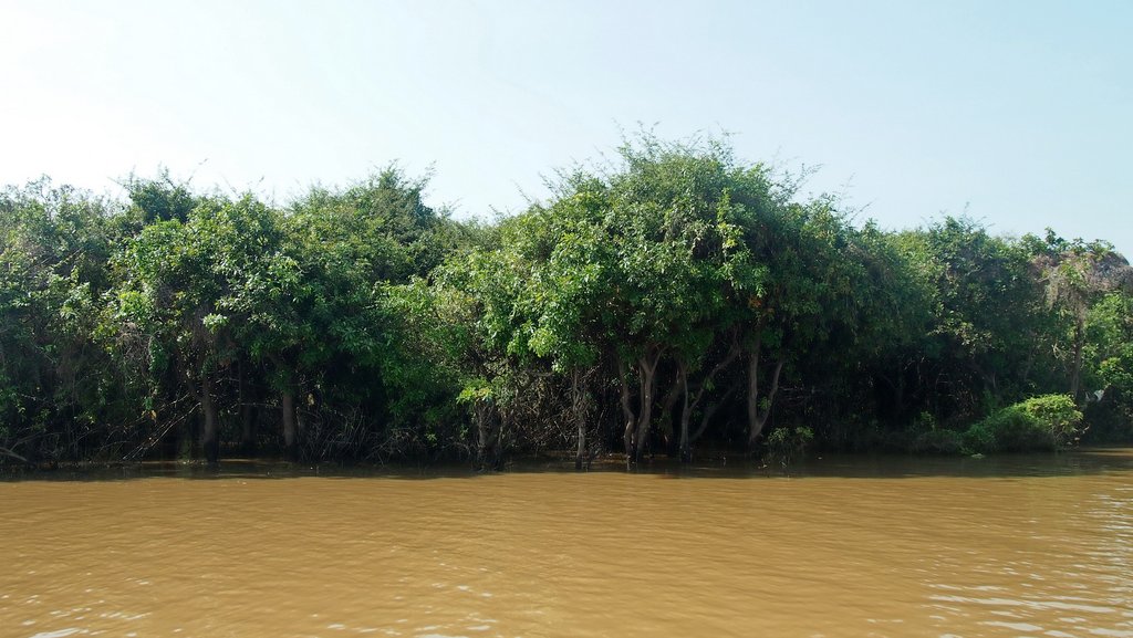 мангровые леса на озере Тон-Леса