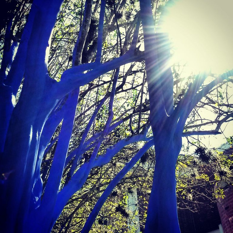 Blue-Trees-with-Sun.jpg