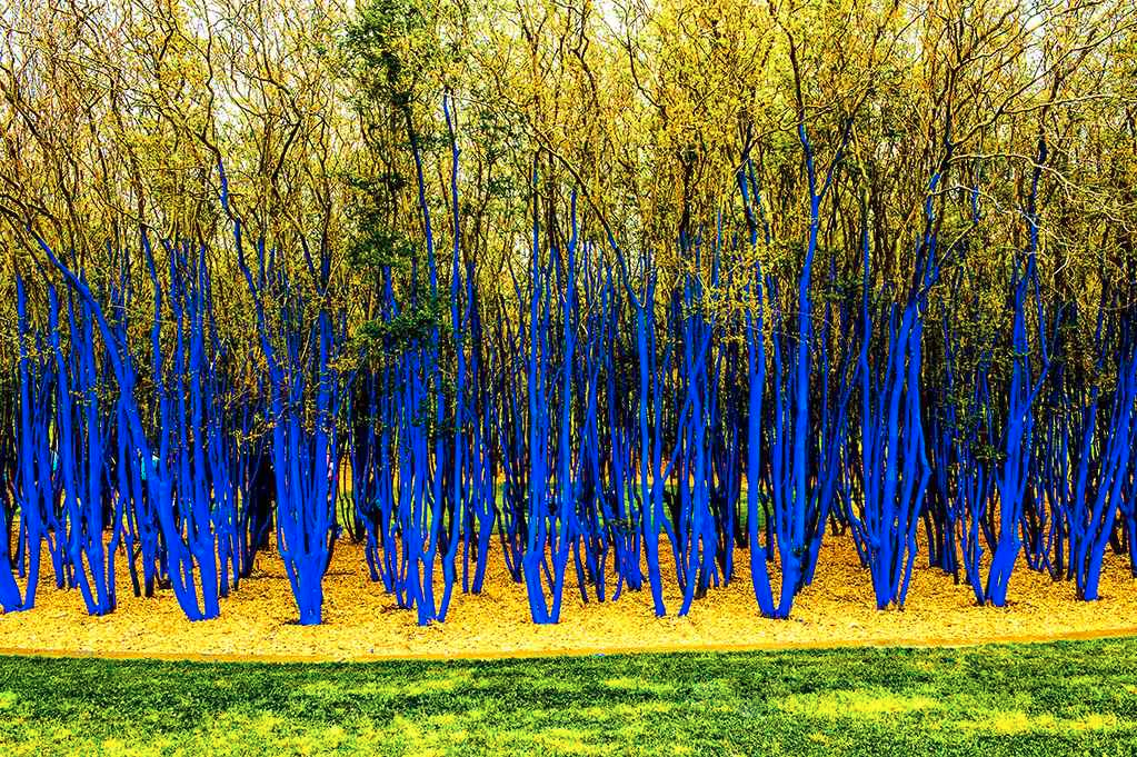 Blue-Trees-Houston-by-Jaana-Elef