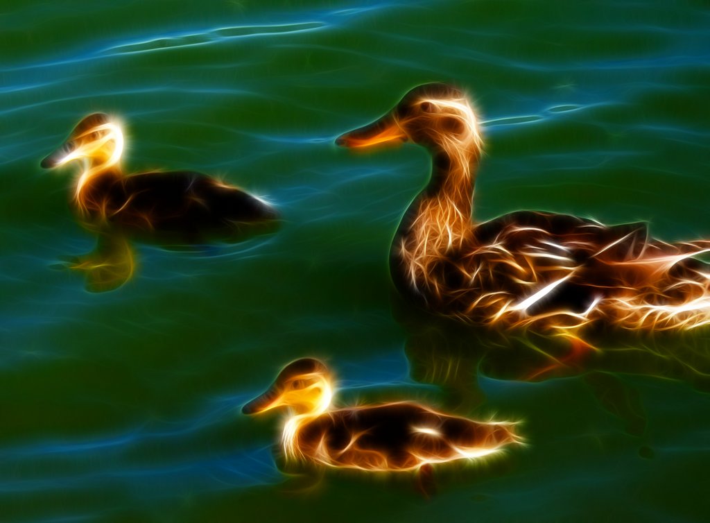 Duck2Redo2.jpg