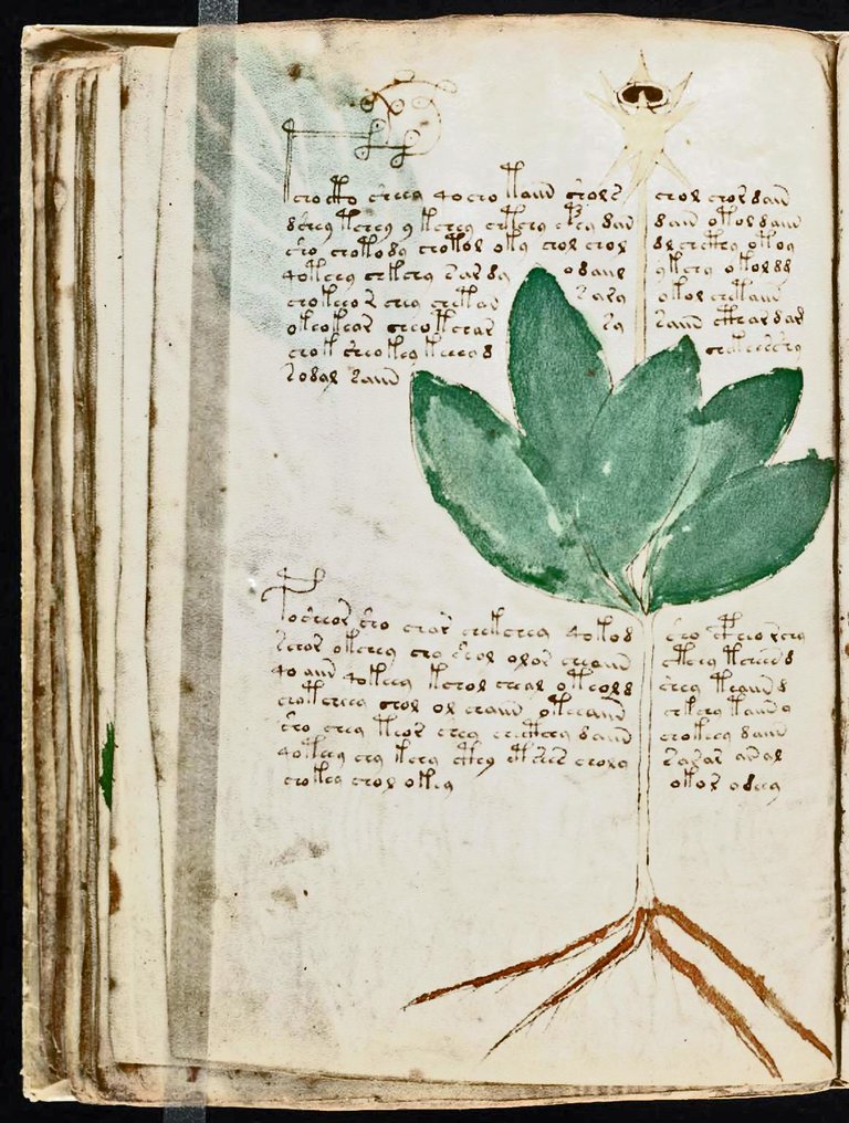 Voynich_Manuscript Page 43a.jpg