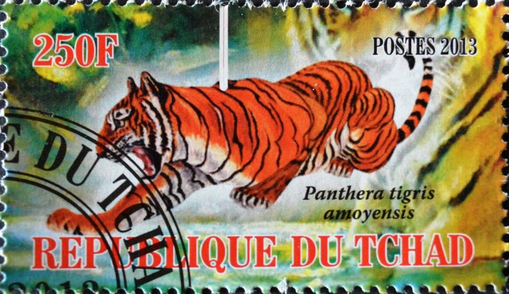 Чад 2013t 250f. (Тигры) Китайский тигр на охоте..jpg