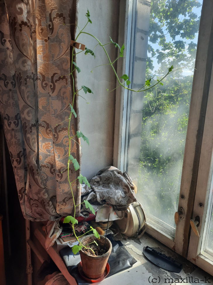 Растут арбузы