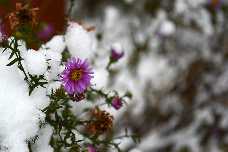 цветы в снегу 3.jpg