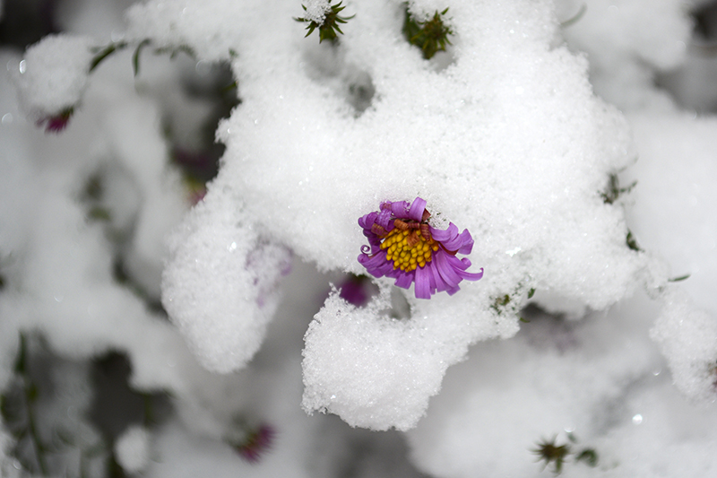 цветы в снегу 15.jpg
