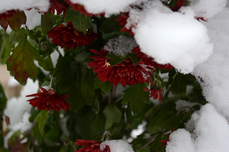 цветы в снегу 29.jpg