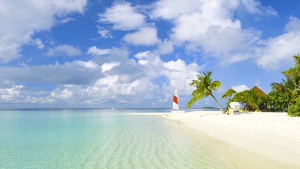 beach_tropics_sea_sand_palm_tree