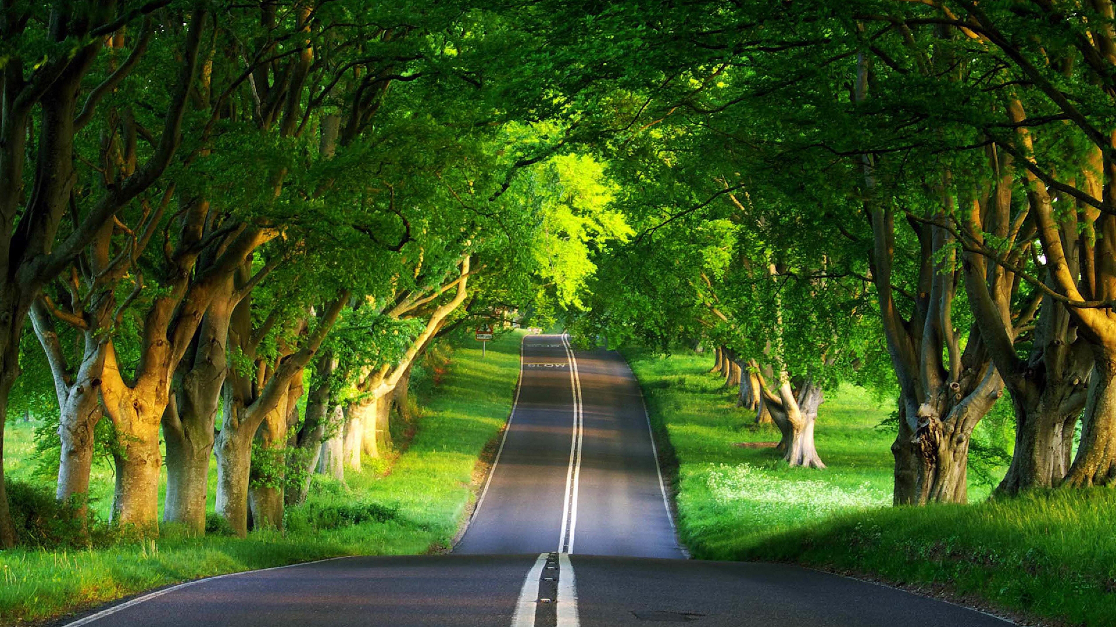 road_asphalt_trees_marking_doubl