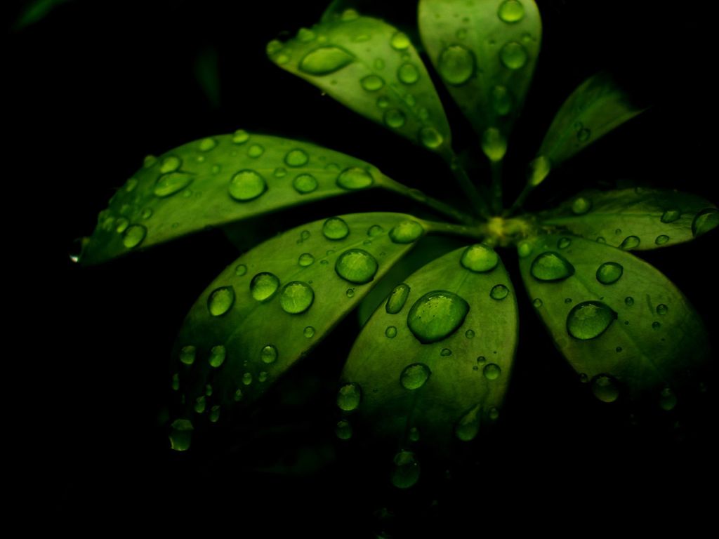 green_leaf_002.jpg