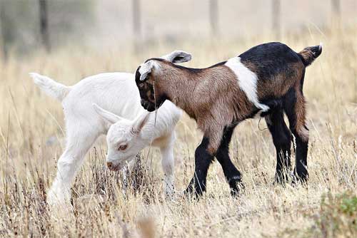 goat10.jpg