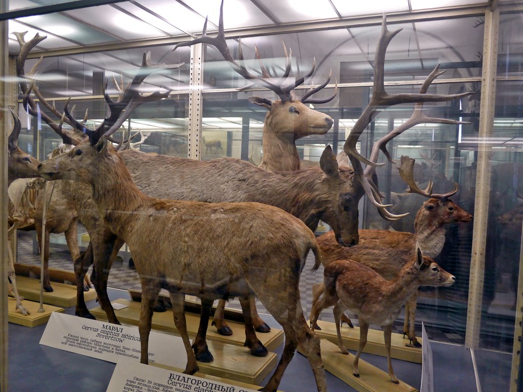 Зоологический музей петербург
