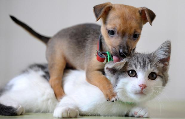 kitty-and-puppy.jpg