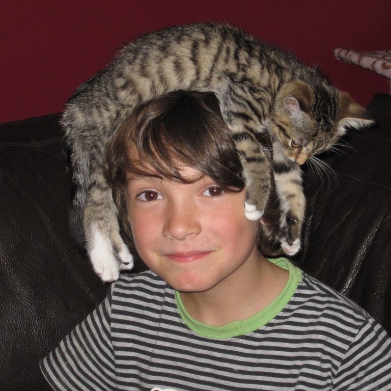 !!!the cat is the hat.jpg