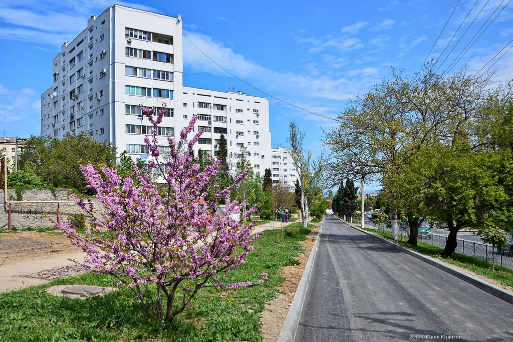 Погода севастополь на неделю 7. Цветет церцис Севастополь. Севастополь весной. Цветущий каштан Севастополь.
