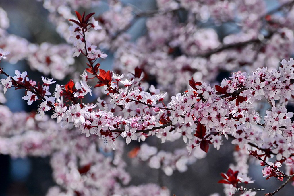 Вишня алая текст. Херст вишня в цвету. Цветущая вишня за окном. Под вишнями в цвету. Цветение вишни в Крыму.