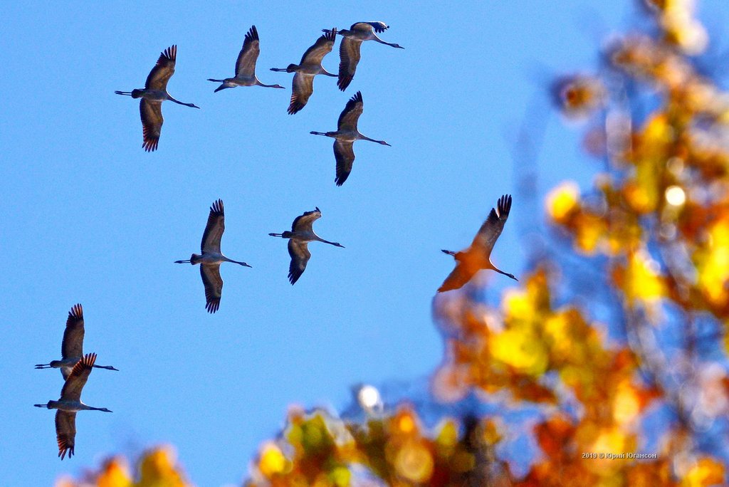 Приближается осень косяки журавлей летят. Птицы улетают на Юг. Осенние птицы. Осень птицы. Птицы осенью.