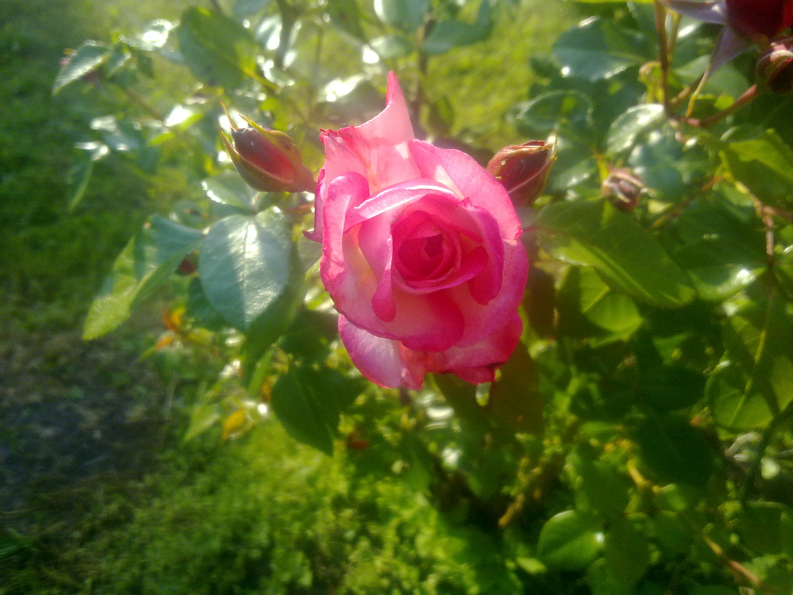 Красивая красная роза.jpg