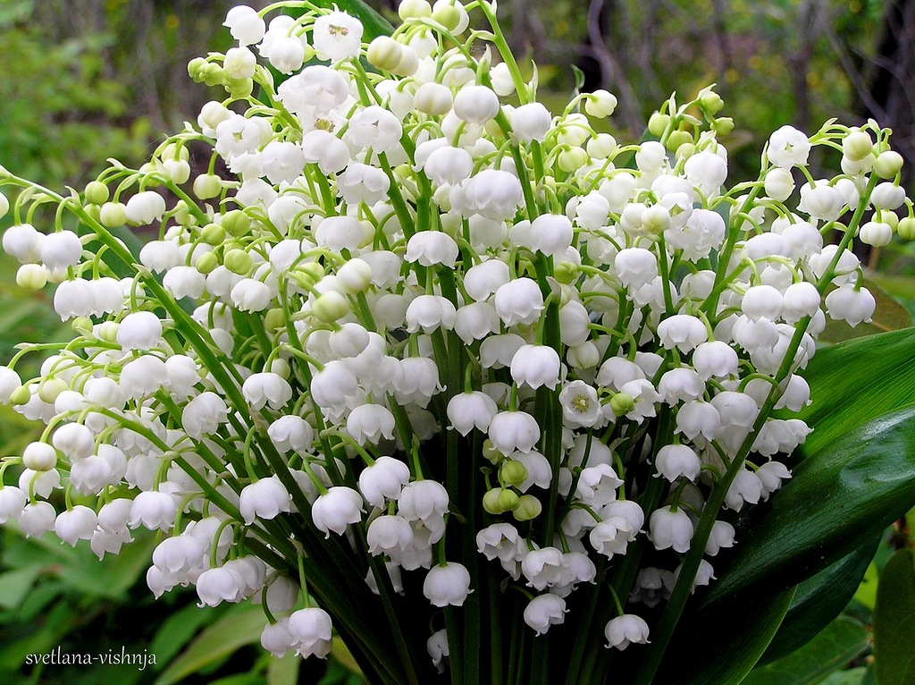 Белые мелкие цветы.jpg