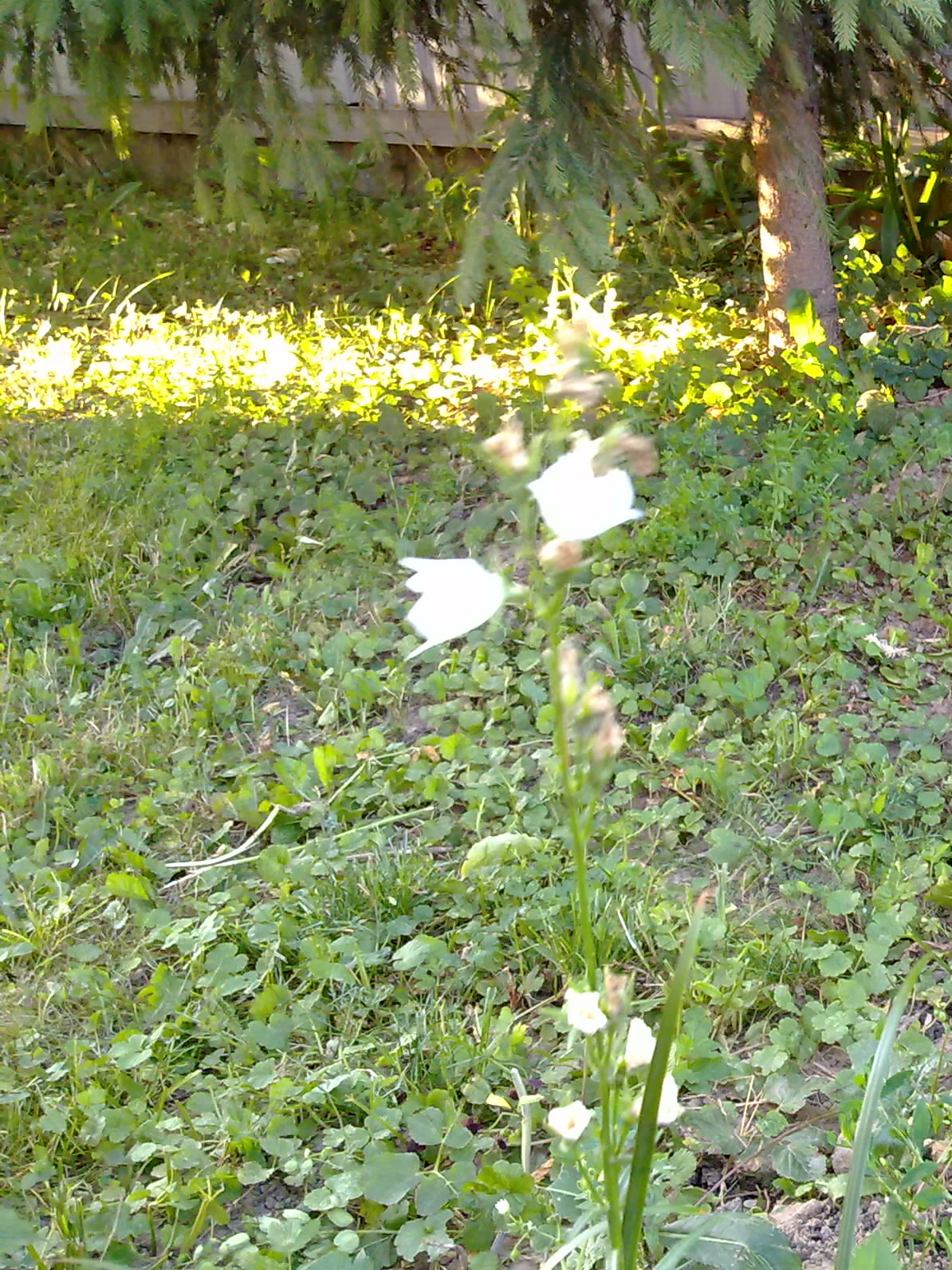 Белые цветки на стебельке2.jpg