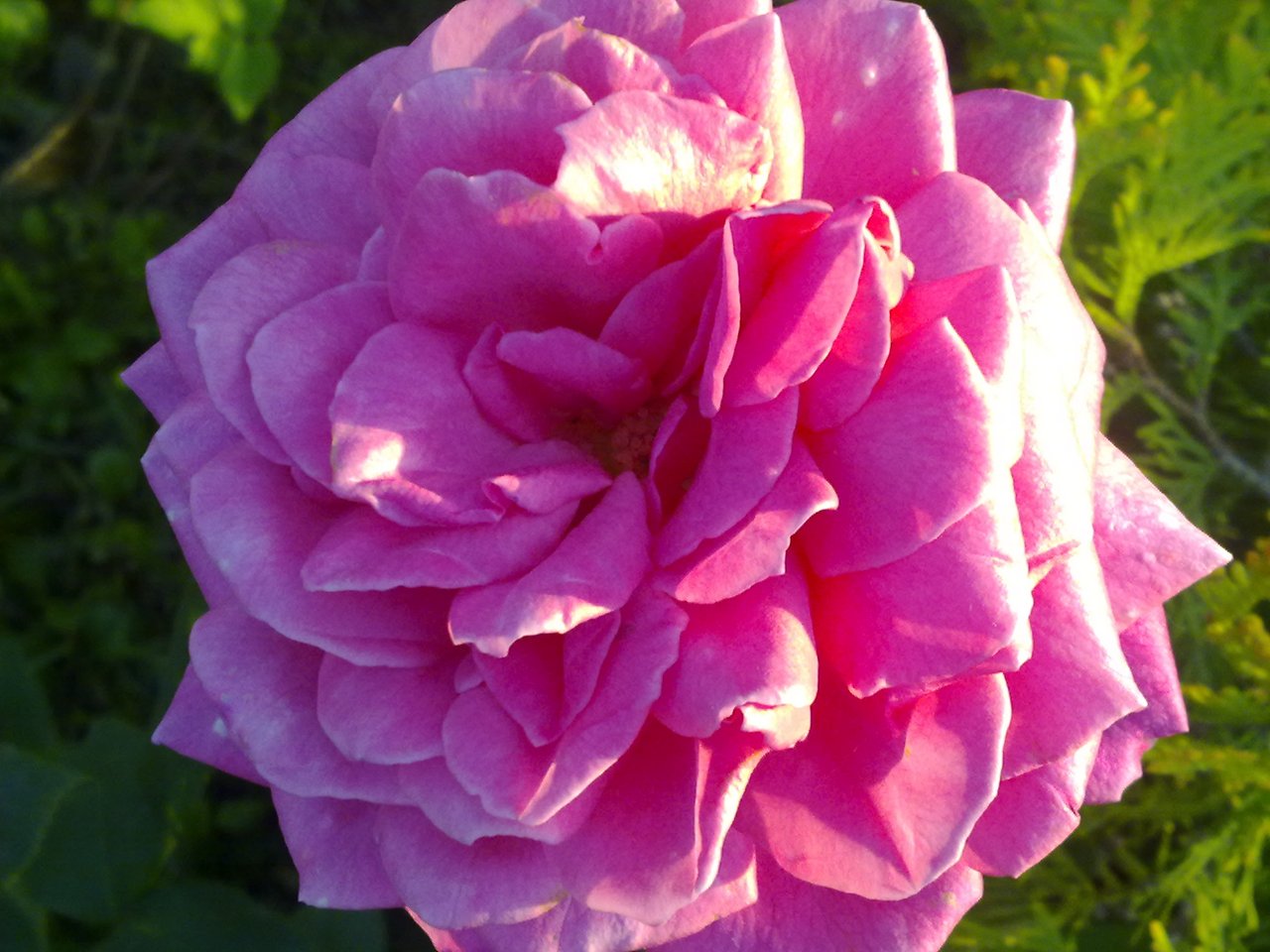 Классическая красота розовой роз