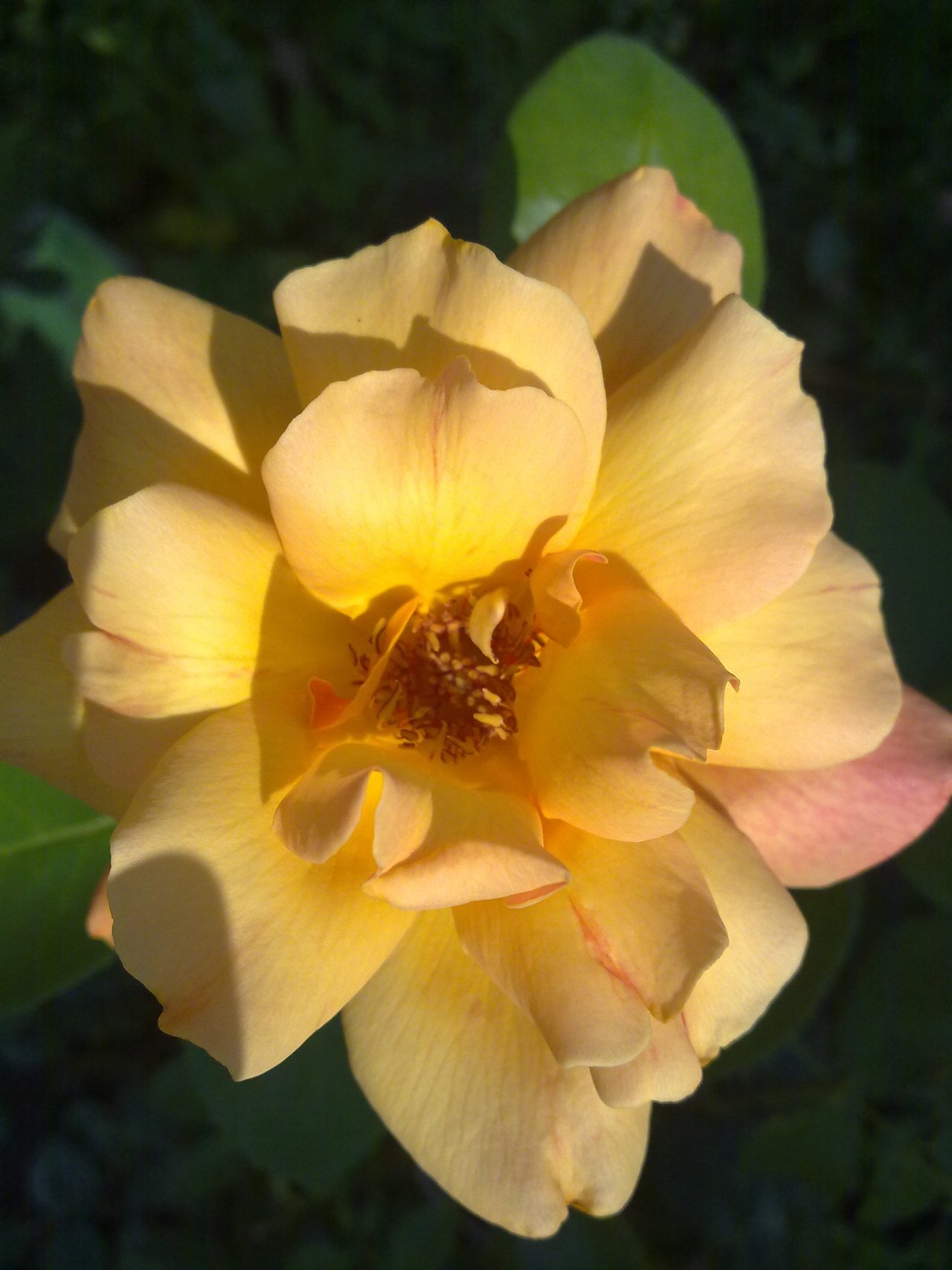 Красивый цветок с желтой сердцев