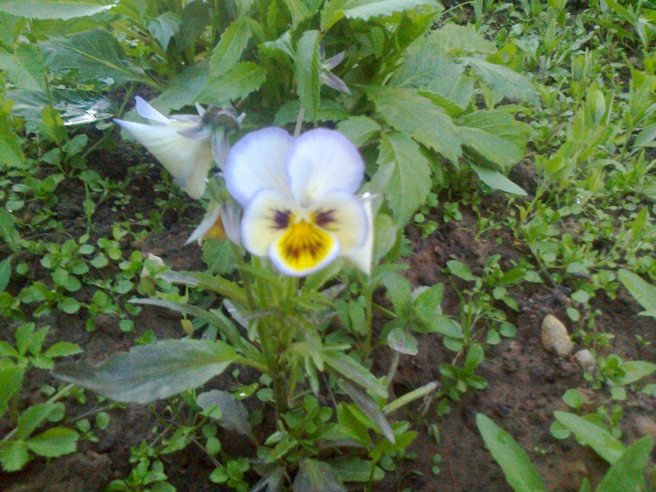 Белый цветочек с голубой окаёмко