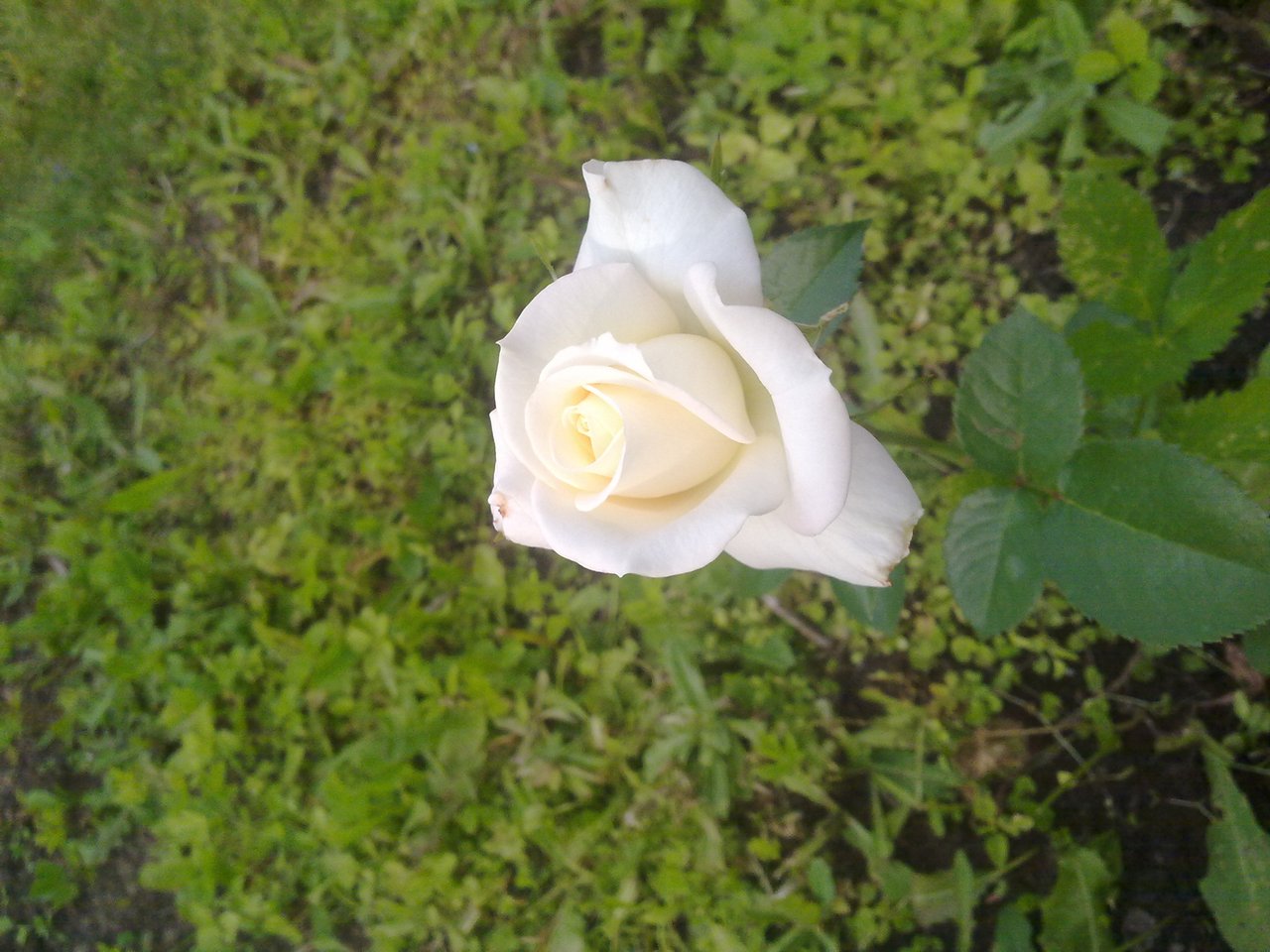 Полураскрывшийся бутон белой роз