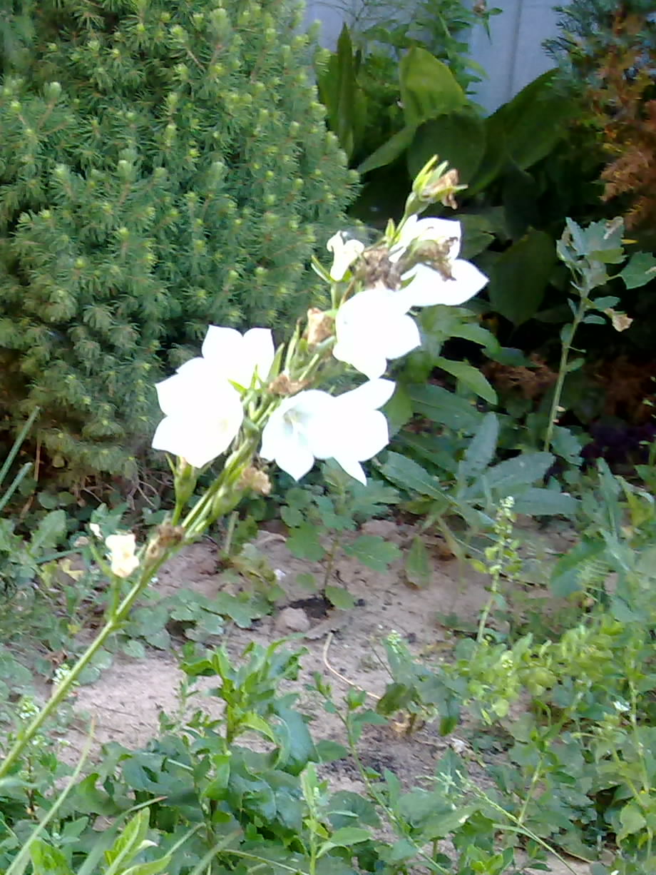 Белые цветки на стебельке.jpg