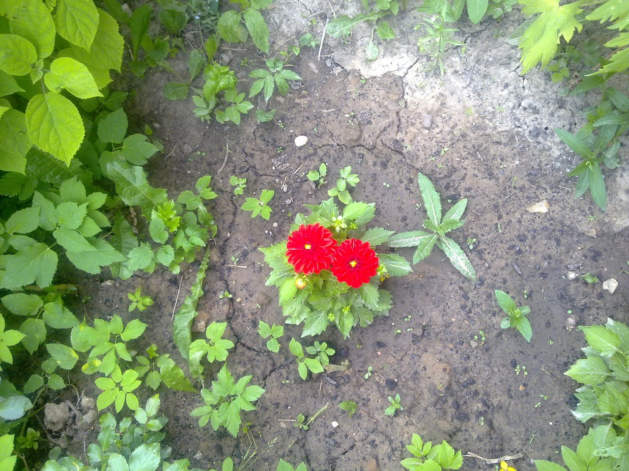 Красные цветы и земля.jpg