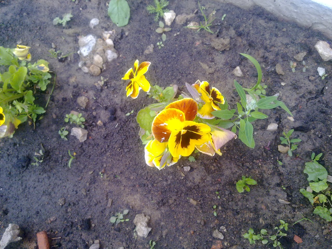 Желтые цветы с коричневой сердце