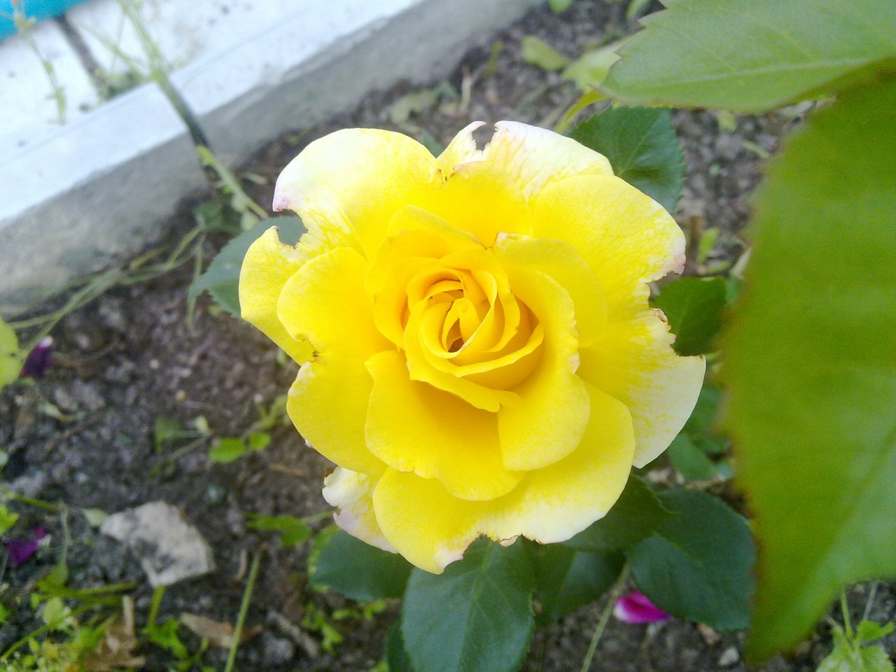 Жёлтая роза во всей красе2.jpg