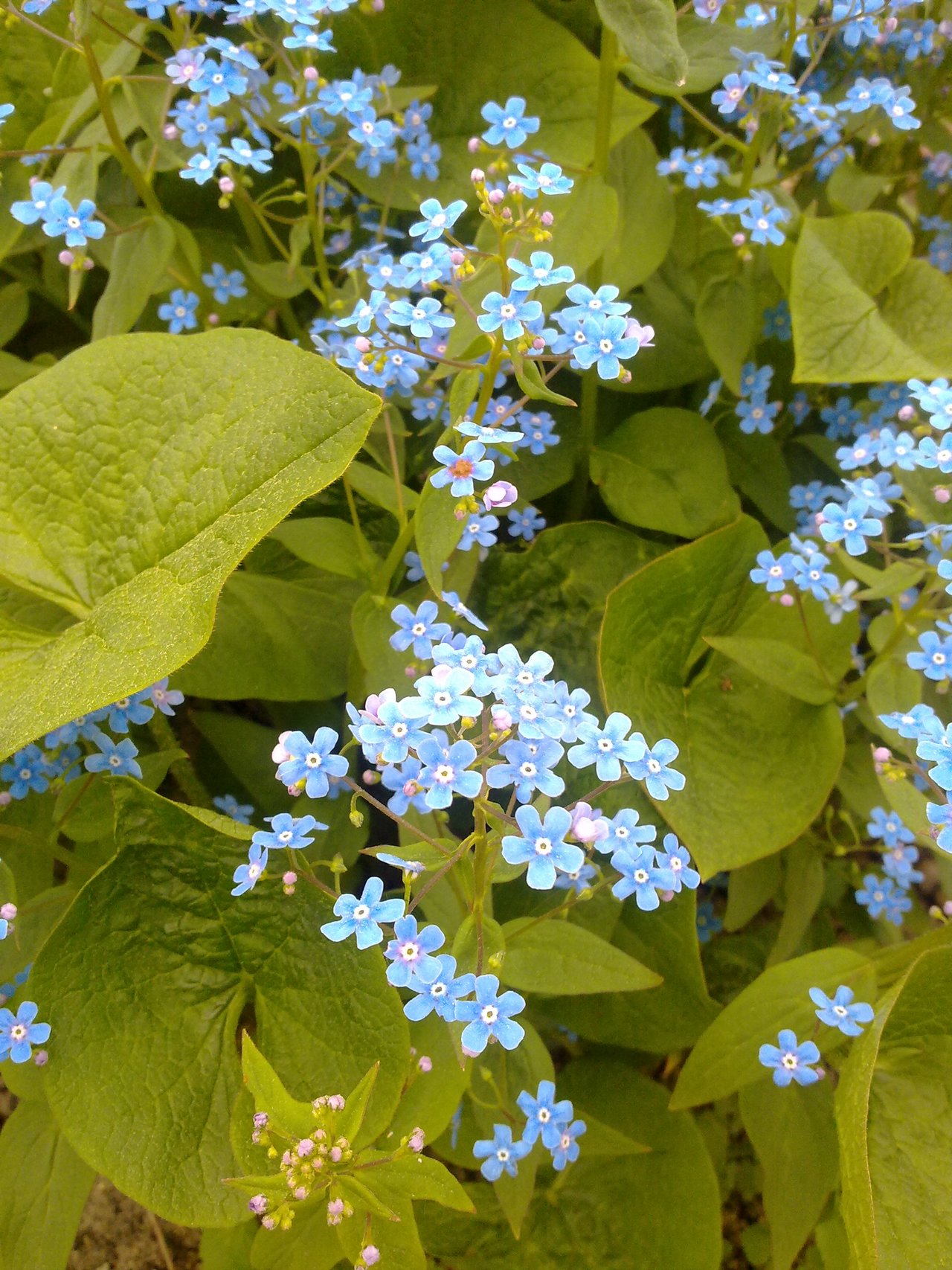 Голубенькие цветочки.jpg