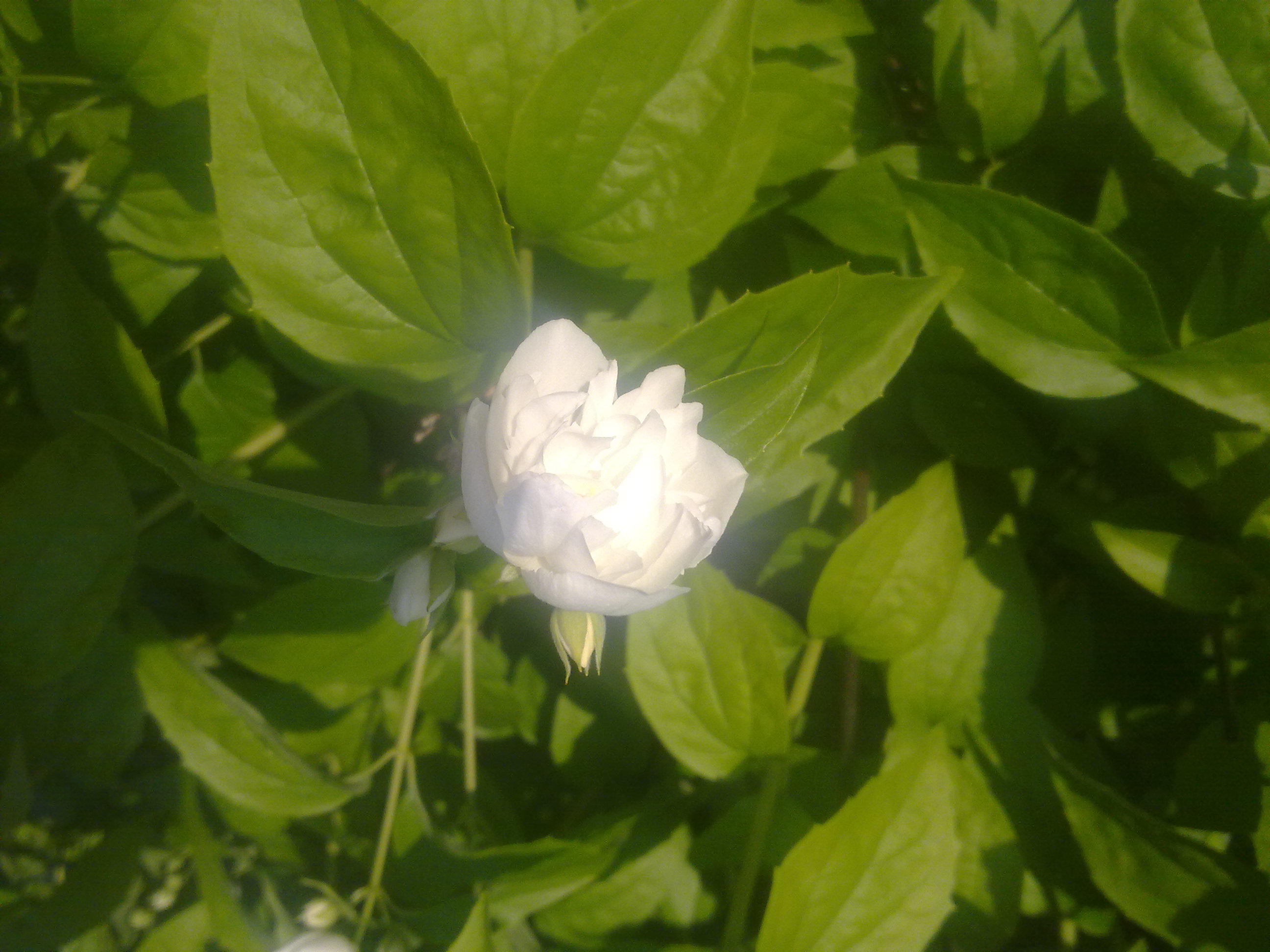Белый цветок среди зелёных листь