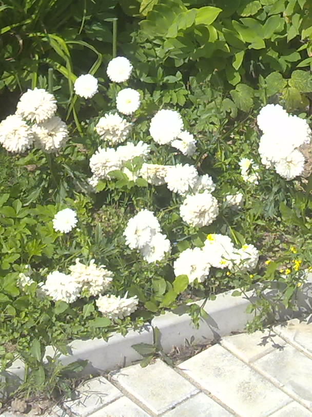 Белые красивые цветы.jpg