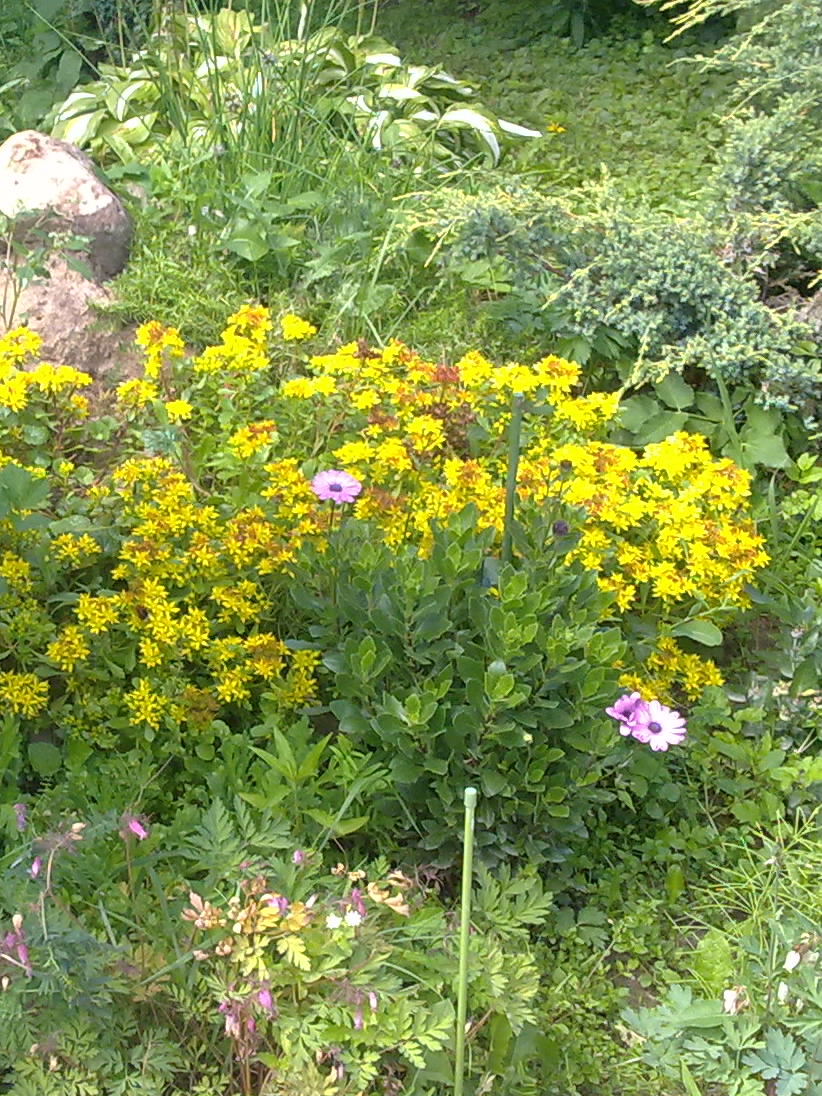 Жёлтые цветы и два розовых цветк